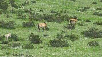 wild przewalski Pferde im echt natürlich Lebensraum Umgebung im das Berge von Mongolei video