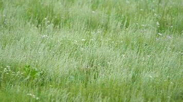echt wild Murmeltier im ein Wiese bedeckt mit Grün frisch Gras video