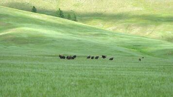 Wild Vulture Herd Eating a Dead Animal Carcass video