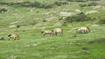 selvaggio przewalski cavalli nel vero naturale habitat ambiente nel il montagne di Mongolia video