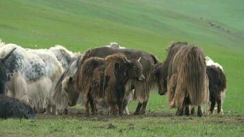 Herd of Long Haired Yak Flock in Asian Meadow video