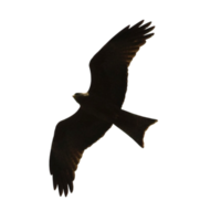 logo icône Aigle en volant png