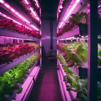 Organic hydroponic vegetable grow with LED Light Indoor farm. Plants on vertical farms grow with led lights. Vertical farming, agriculture future. Blur. photo