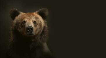 hermosa cárpato marrón oso en contra un negro horizontal antecedentes con espacio para texto. salvaje animal. generativo ai. foto