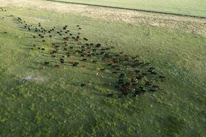 Aerial view of a troop of steers for export, cattle raised with natural pastures in the Argentine countryside. photo