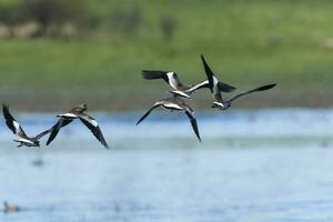 Southern Lapwing, Vanellus chilensis in flight, La Pampa Province, Patagonia, Argentina photo