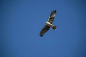 Long winged Harrier in flight, La Pampa province, Patagonia , Argentina photo