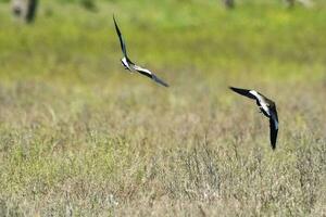 del Sur avefría, Vanellus chilensis en vuelo, la pampa provincia, Patagonia, argentina foto