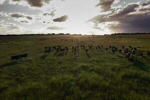 Aerial view of a troop of steers for export, cattle raised with natural pastures in the Argentine countryside. photo