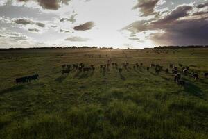 aéreo ver de un tropa de novillos para exportar, vacas elevado con natural pastos en el argentino campo. foto