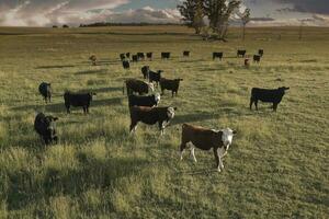 aéreo ver de un tropa de novillos para exportar, vacas elevado con natural pastos en el argentino campo. foto