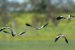 Southern Lapwing, Vanellus chilensis in flight, La Pampa Province, Patagonia, Argentina photo