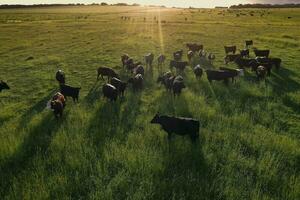 aéreo ver de un tropa de novillos para exportar, vacas elevado con natural pastos en el argentino campo. foto