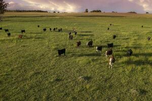 Aerial view of a troop of steers for export, cattle raised with natural pastures in the Argentine countryside. photo