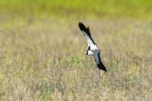 del Sur avefría, Vanellus chilensis en vuelo, la pampa provincia, Patagonia, argentina foto