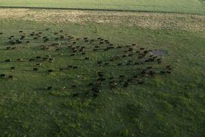 Aerial view of a troop of steers for export, cattle raised with natural pastures in the Argentine countryside. photo
