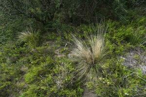 Calden forest landscape, Geoffraea decorticans plants, La Pampa province, Patagonia, Argentina. photo