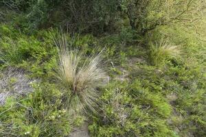 Calden forest landscape, Geoffraea decorticans plants, La Pampa province, Patagonia, Argentina. photo