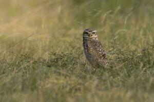 Burrowing Owl , Athene cunicularia, looking at the camera, La pampa Province, Patagonia, Argentina photo