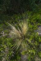 caldén bosque paisaje, geoffraea decorticanos plantas, la pampa provincia, Patagonia, argentina. foto