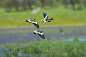 Southern Lapwing, Vanellus chilensis in flight, La Pampa Province, Patagonia, Argentina photo