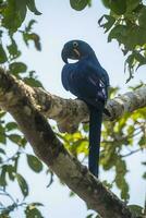 Hyacinth Macaw in  forest environment,Pantanal Forest, Mato Grosso, Brazil. photo