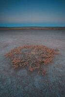 Saline grass in dry soil in Pampas Lagoon, La Pampa province, Argentina. photo