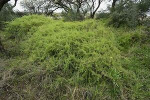 caldén bosque paisaje, geoffraea decorticanos plantas, la pampa provincia, Patagonia, argentina. foto