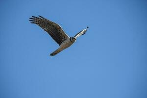 Long winged Harrier in flight, La Pampa province, Patagonia , Argentina photo