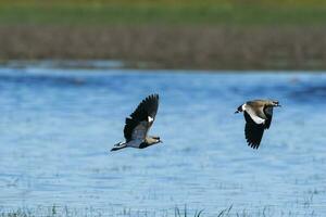 Southern Lapwing, Vanellus chilensis in flight, La Pampa Province, Patagonia, Argentina photo