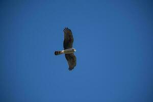 Long winged Harrier in flight, La Pampa province, Patagonia , Argentina photo