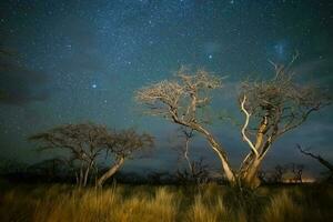 Burning trees photographed at night with a starry sky, La Pampa province, Patagonia , Argentina. photo