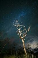 ardiente arboles fotografiado a noche con un estrellado cielo, la pampa provincia, Patagonia , argentina. foto