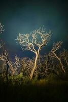 Burning trees photographed at night with a starry sky, La Pampa province, Patagonia , Argentina. photo