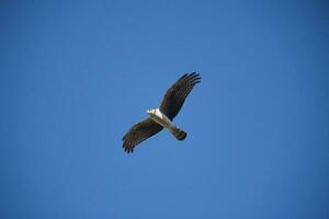 Long winged Harrier in flight, La Pampa province, Patagonia , Argentina photo