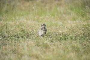 Burrowing Owl , Athene cunicularia, looking at the camera, La pampa Province, Patagonia, Argentina photo