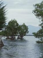 Tree of the water photo