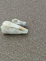 Shell in beach photo