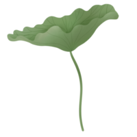 lotus plante aquarelle png