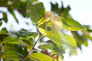 tree sunshine in the morning photo