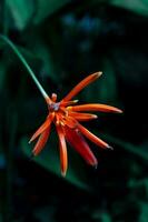 flower in garden on morning photo