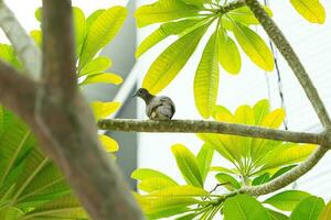 plant bird tree photo