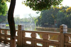 river tree sunlight photo