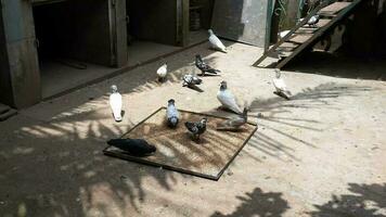 a group of pigeons are gathered around to eat video