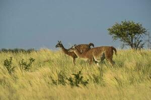 Guanacos in grassland environment, Parque Luro Nature reserve, La Pampa province, Argentina. photo