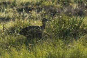 Red winged Tinamou, Rhynchotus rufescens, La Pampa province , Argentina photo