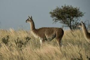 Guanacos in grassland environment, Parque Luro Nature reserve, La Pampa province, Argentina. photo