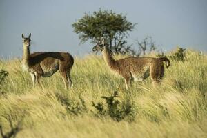 Guanacos in grassland environment, Parque Luro Nature reserve, La Pampa province, Argentina. photo