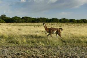 Guanacos in grassland environment, Parque Luro Nature reserve, La Pampa province, Argentina. photo