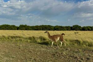 guanacos en pradera ambiente, parque luro naturaleza reservar, la pampa provincia, argentina. foto